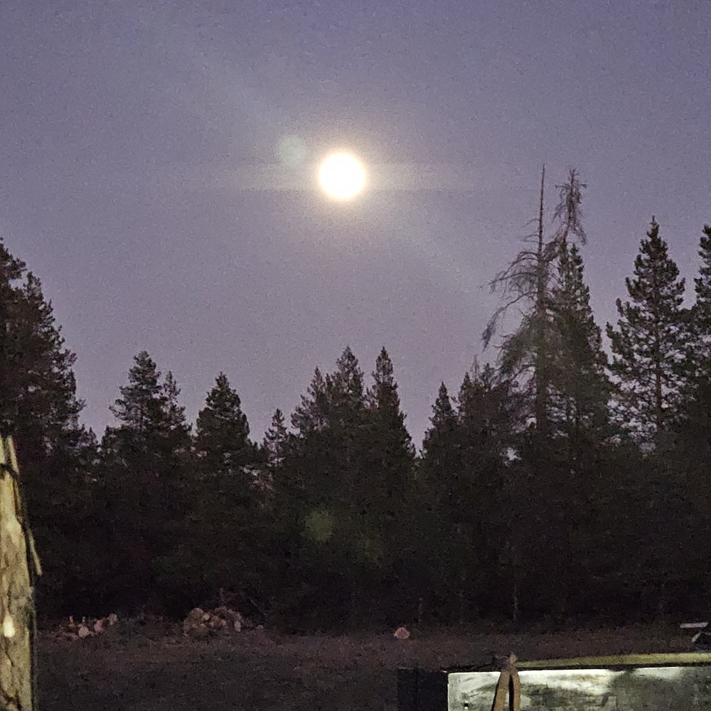 Night Forest Landscape Photography Print